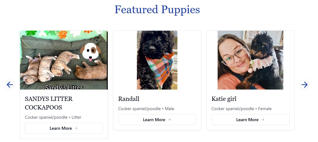 Featured puppies interface showing puppy profiles